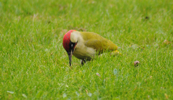 Pic vert (Picus viridis) &copy; K&eacute;vin Broquereau